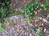 Rail